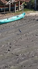 Egretta caerulea