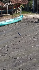 Egretta caerulea