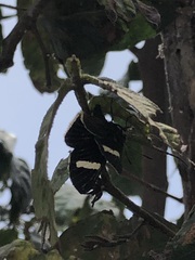 Melanis leucophlegma