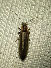 Denticollis denticornis