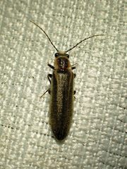 Denticollis denticornis