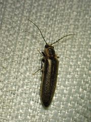 Denticollis denticornis