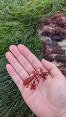 Botryocladia pseudodichotoma