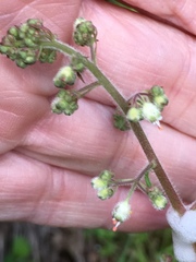 Heuchera pilosissima