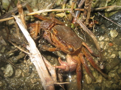 Sesarmops imperator