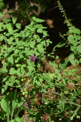 Agastache palmeri