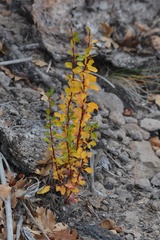 Berberis fendleri