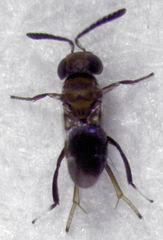 Encyrtus aurantii