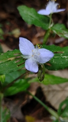Elasis guatemalensis