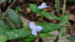 Elasis guatemalensis