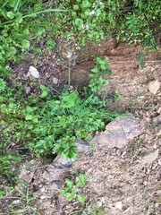 Heuchera pilosissima