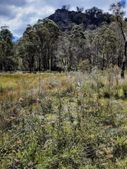 Grevillea acanthifolia