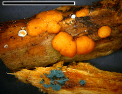Hypocrea rufa image