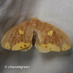 Euproctis quadrangularis