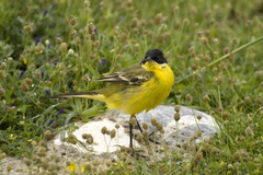 Motacilla flava feldegg