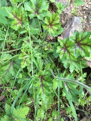 Heuchera pilosissima