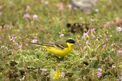 Motacilla flava feldegg