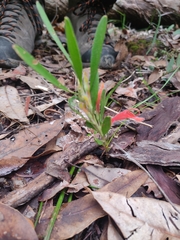 Adenanthos barbiger