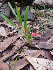 Adenanthos barbiger