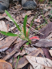 Adenanthos barbiger