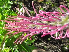 Grevillea acanthifolia