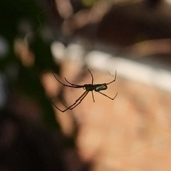 Leucauge