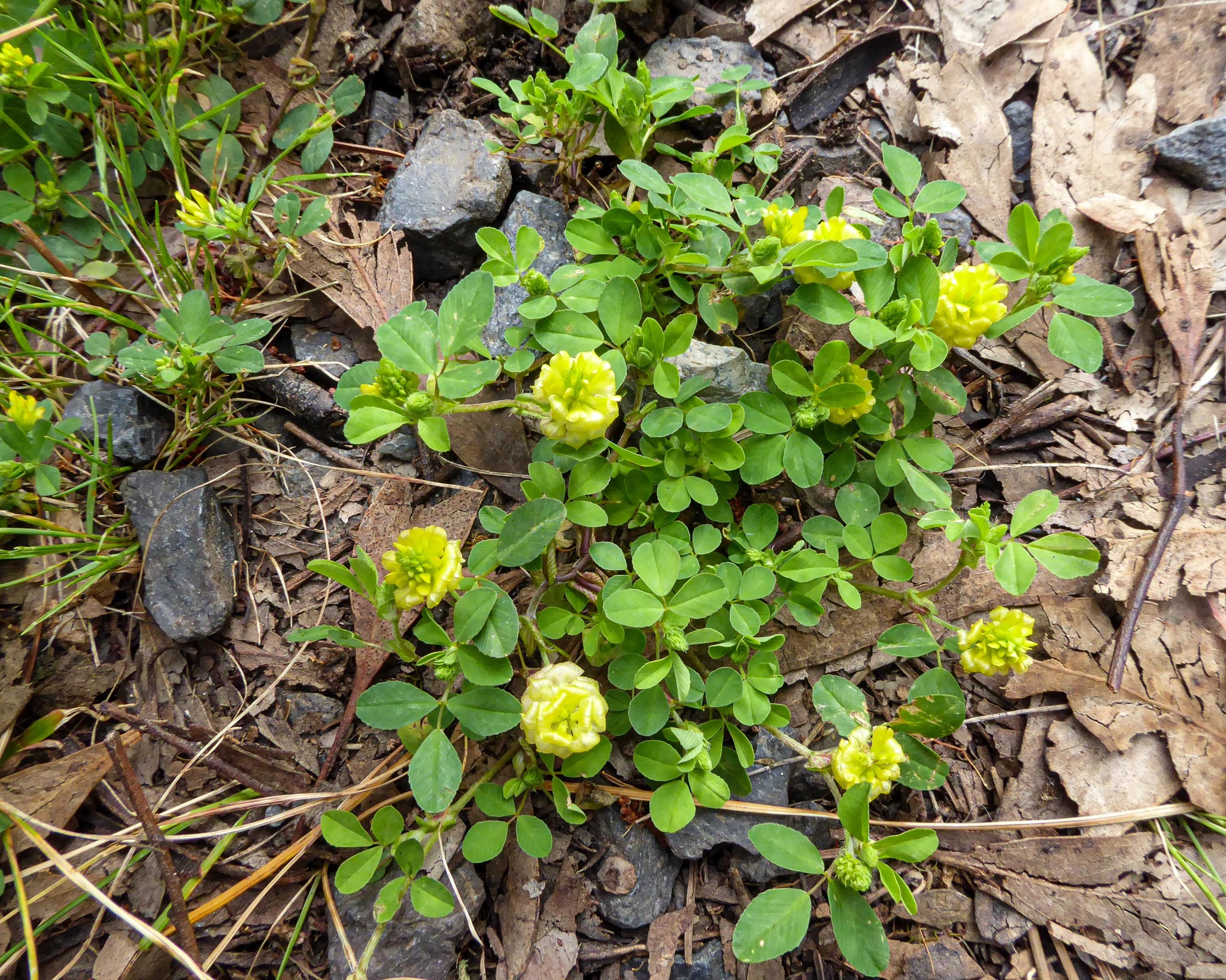 Trifolium campestre