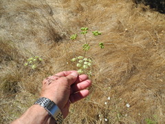 Perideridia kelloggii