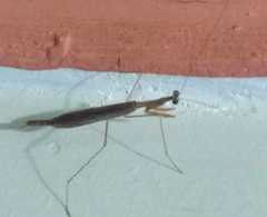 Musonia remota