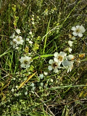 Leptospermum obovatum