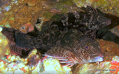 Chironemus marmoratus