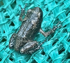 Uperodon taprobanicus