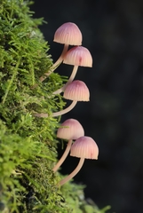 Mycena haematopus