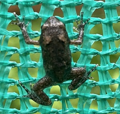 Uperodon taprobanicus