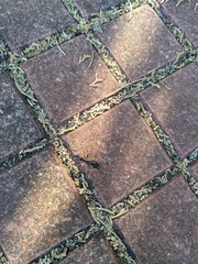 Paltothyreus tarsatus