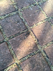 Paltothyreus tarsatus