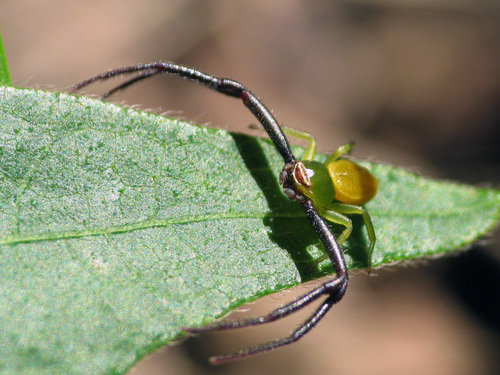 White-banded Crab Spider
