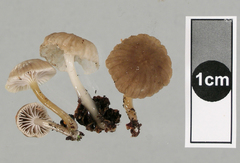 Roridomyces austrororidus