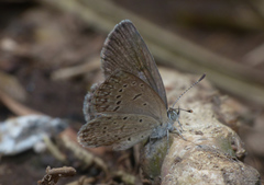 Zizeeria knysna