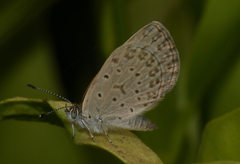 Zizeeria knysna