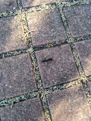 Paltothyreus tarsatus