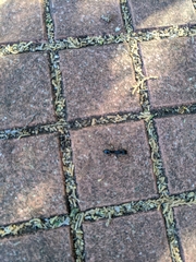 Paltothyreus tarsatus