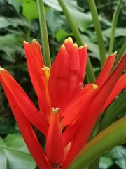 Musa coccinea