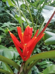 Musa coccinea