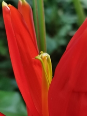 Musa coccinea