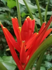 Musa coccinea