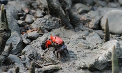 Paraleptuca crassipes