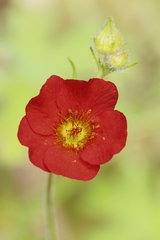 Geum magellanicum