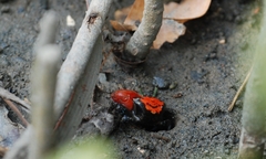 Paraleptuca crassipes