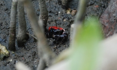 Paraleptuca crassipes